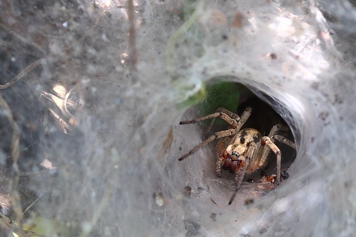Agelena labyrinthica