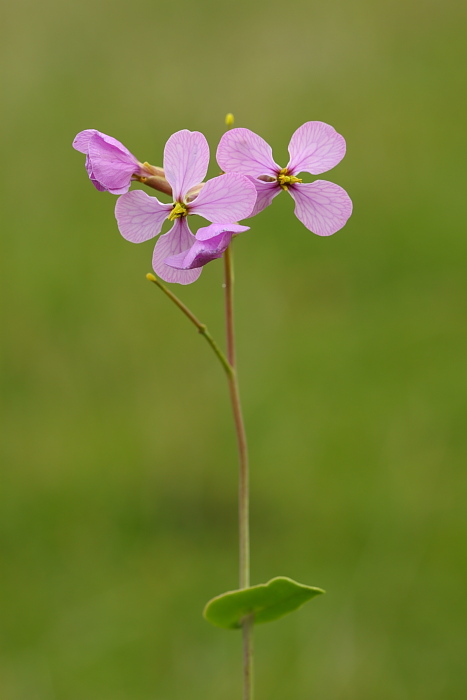 Moricandia arvensis