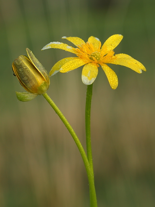 Ranunculus ficaria