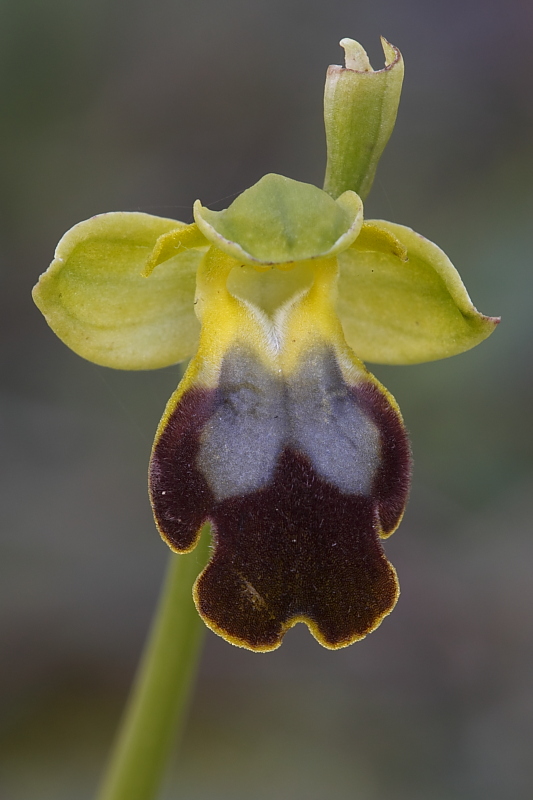 Ophrys gackiae?