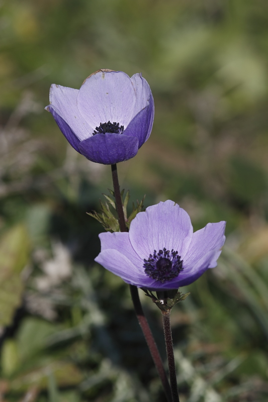 Anemone coronaria