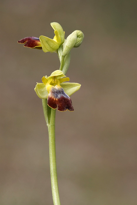 Troina sfida la Sicilia occidentale