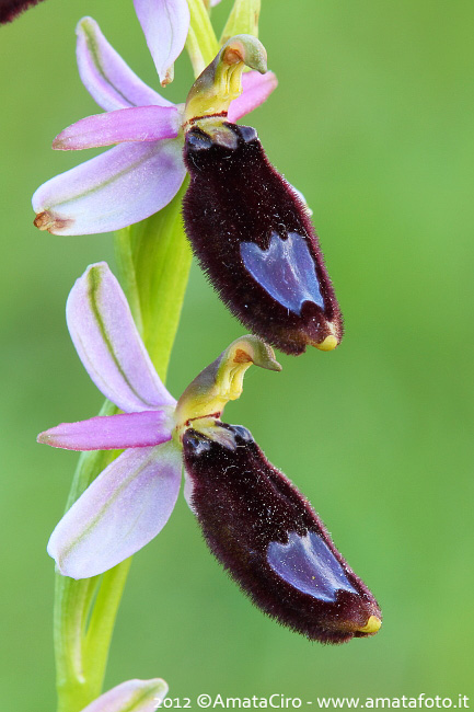 Ophrys bertolonii particolarissima