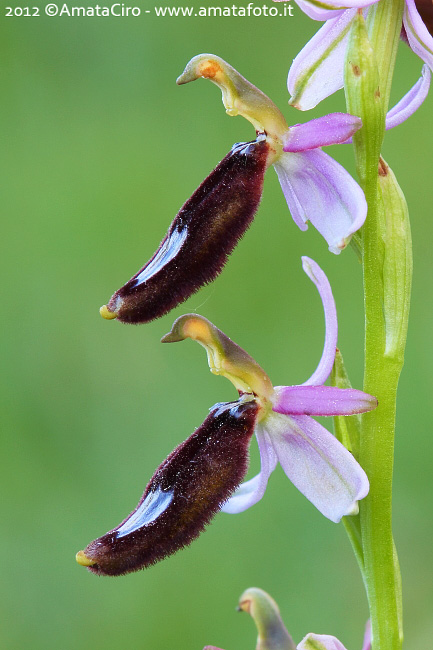 Ophrys bertolonii particolarissima
