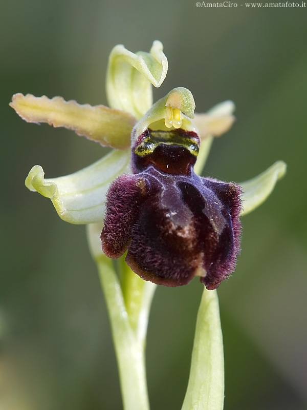 Troina sfida la Sicilia occidentale