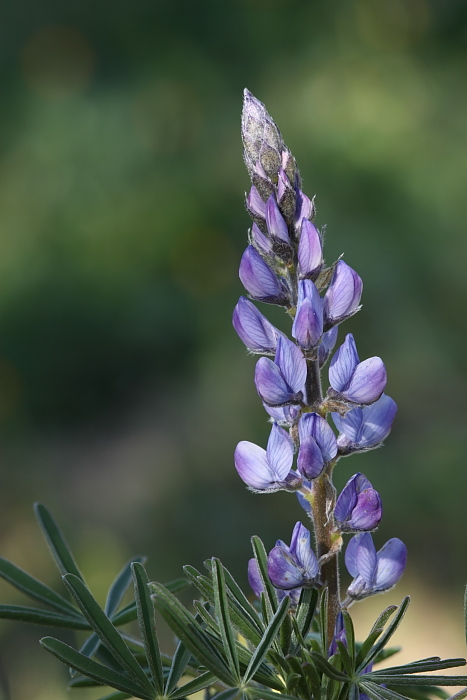 Lupinus angustifolius