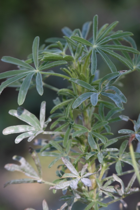 Lupinus angustifolius