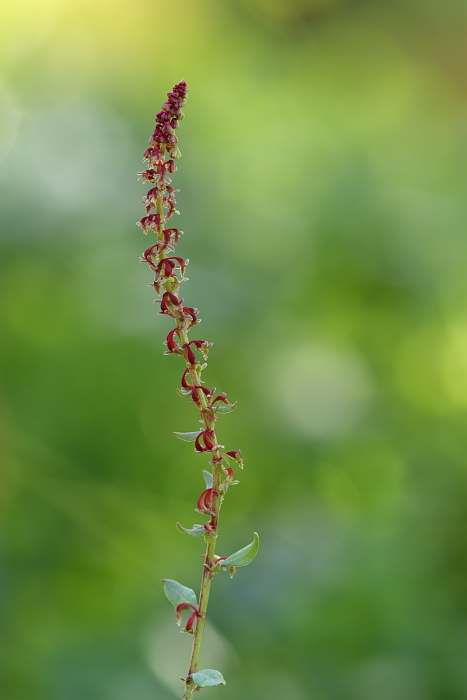 Rumex bucephalophorus / Romice capo di bue