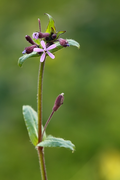 Silene fuscata