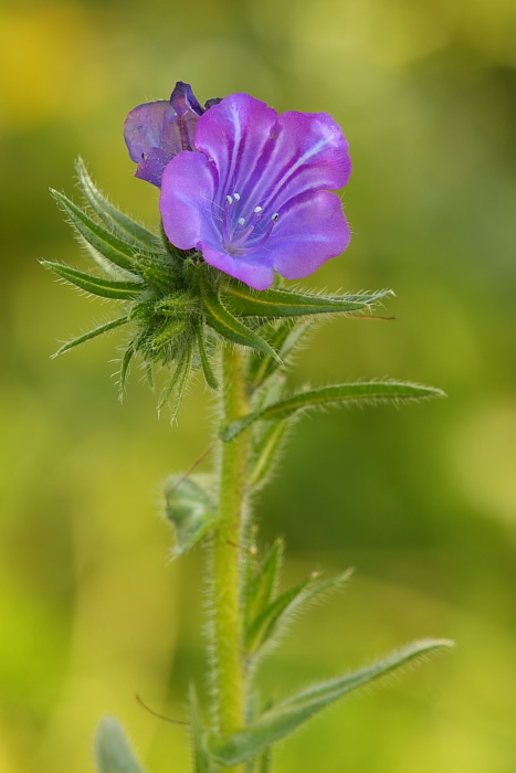 Echium. sp.