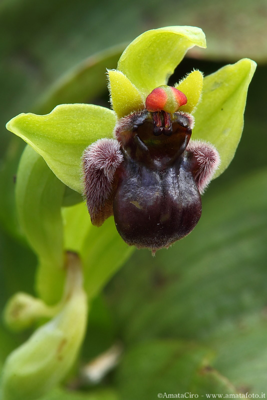 Troina sfida la Sicilia occidentale