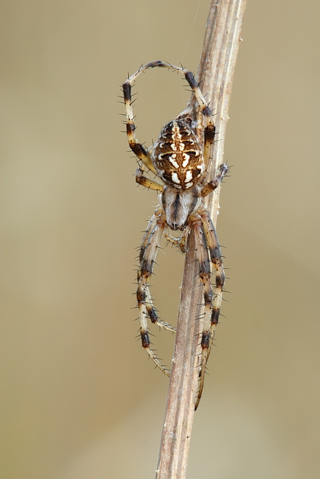 Neoscona (byzanthina?)