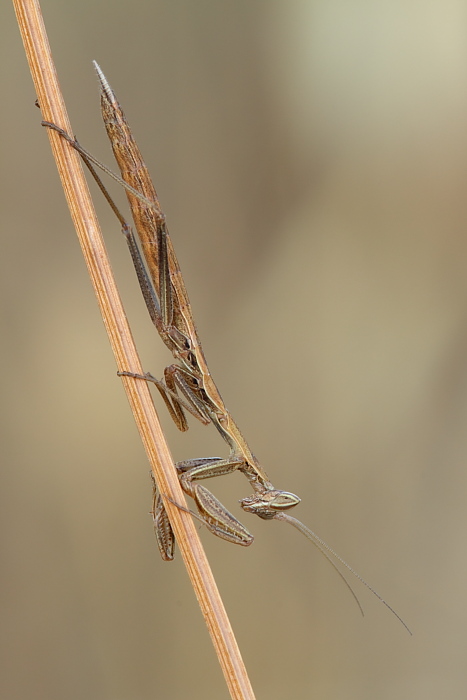 Pseudoyersinia lagrecai e Geomantis larvoides