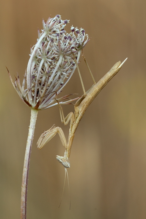 Pseudoyersinia lagrecai e Geomantis larvoides