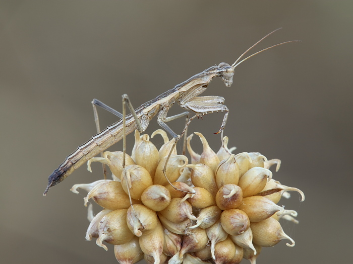 Pseudoyersinia lagrecai e Geomantis larvoides