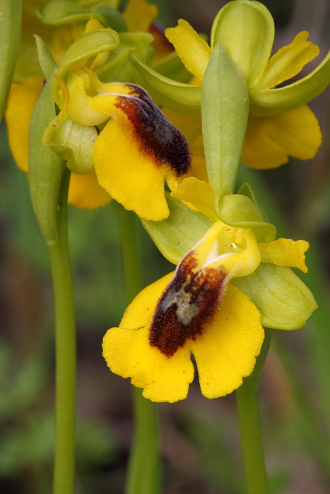 Troina sfida la Sicilia occidentale