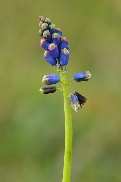 Bellevalia dubia e Muscari comosum