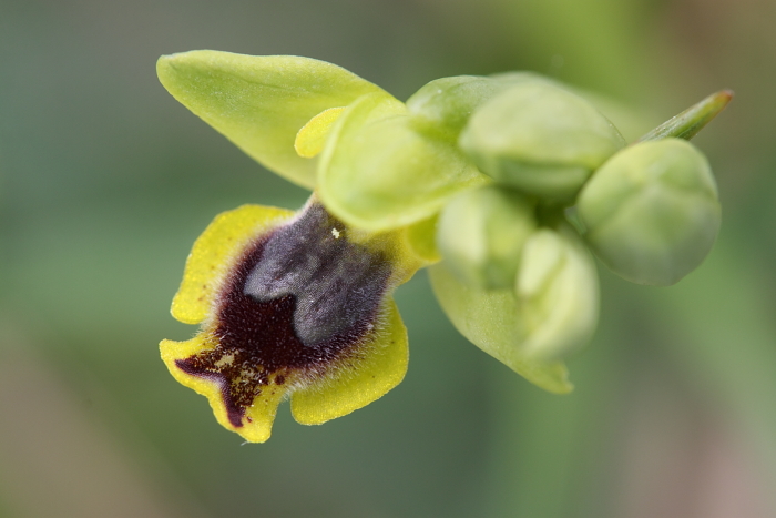 Troina sfida la Sicilia occidentale