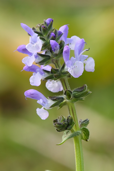Salvia