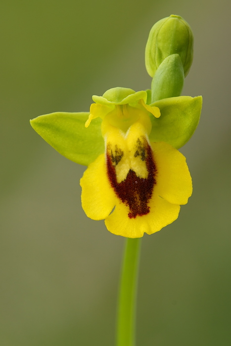 Troina sfida la Sicilia occidentale