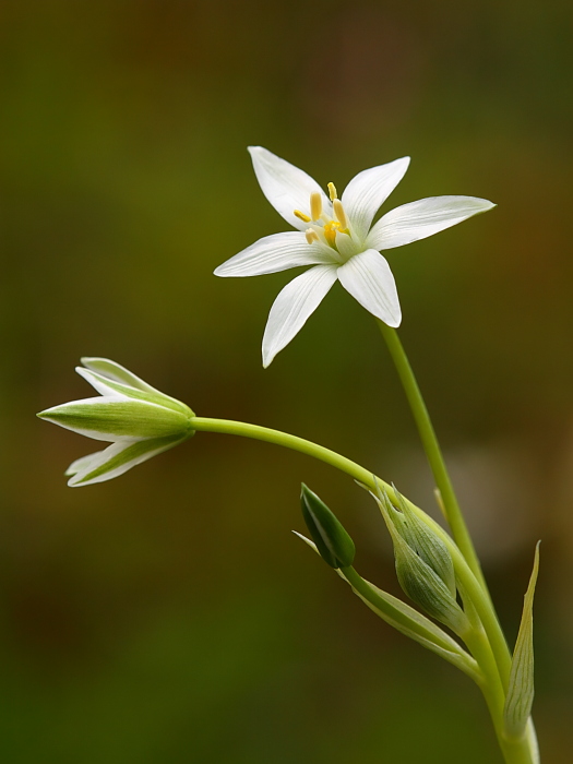 Ornithogalum sp.