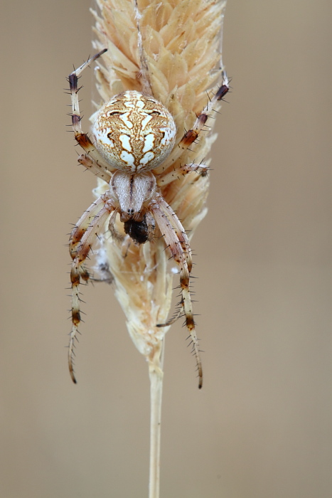 Neoscona byzanthina (Araneidae)