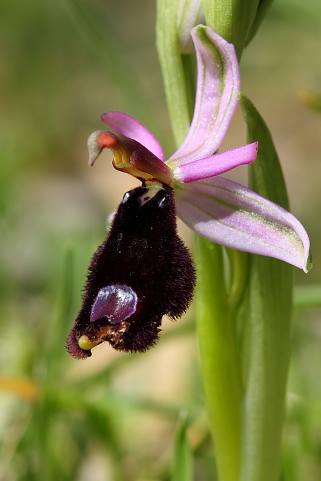 Troina sfida la Sicilia occidentale