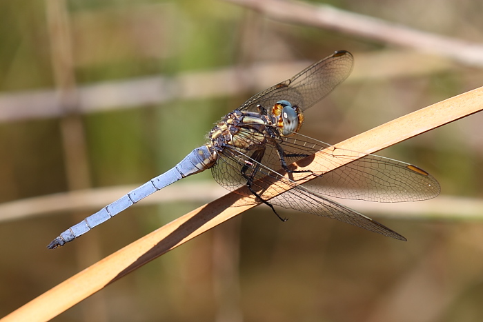 Orthetrum coerulescens anceps
