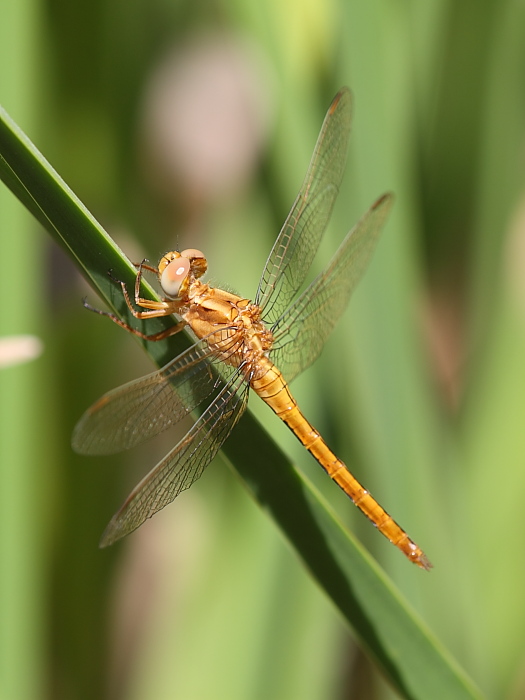 Orthetrum coerulescens anceps