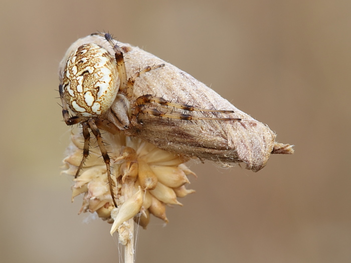Neoscona byzanthina (Araneidae)