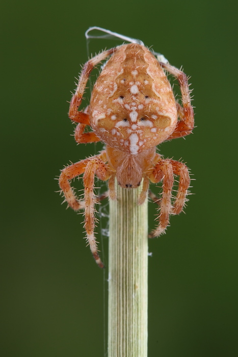 Araneus diadematus