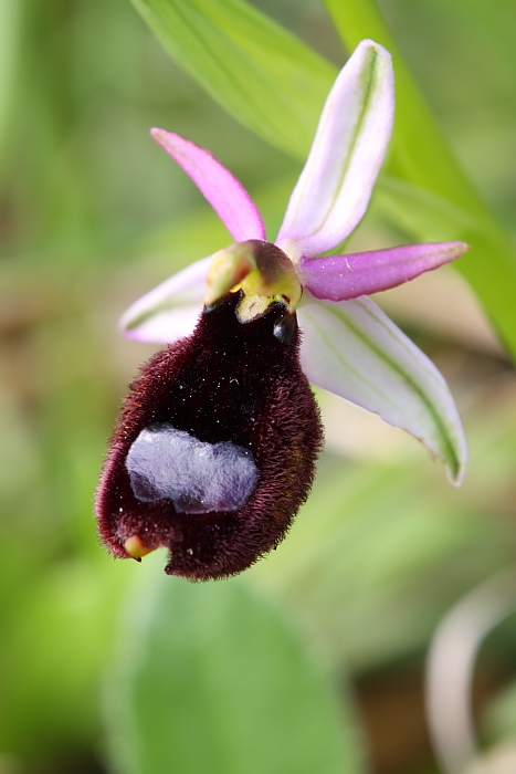 Ophrys explanata