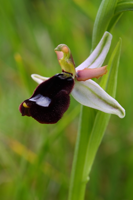Ophrys explanata