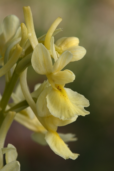 Adesso  certo.... Orchis pauciflora in Sicilia