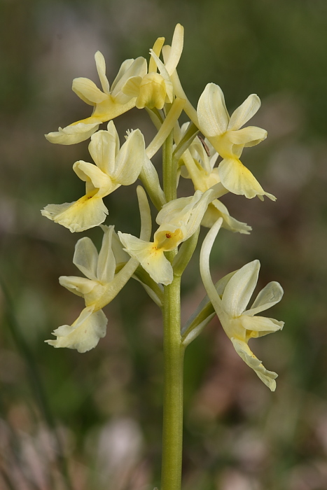 Orchis pauciflora??