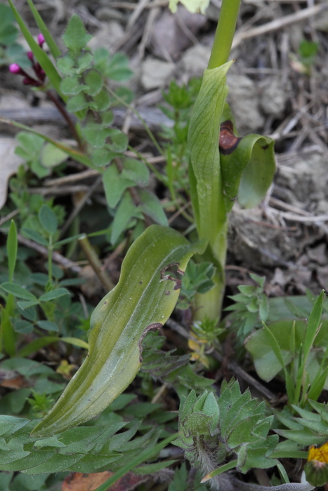 Adesso  certo.... Orchis pauciflora in Sicilia