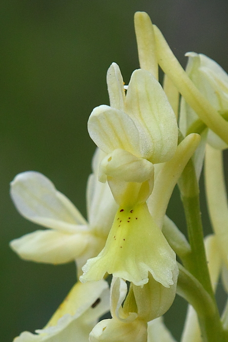 Adesso  certo.... Orchis pauciflora in Sicilia