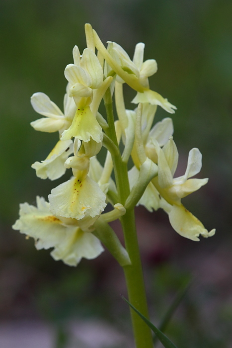 Adesso  certo.... Orchis pauciflora in Sicilia