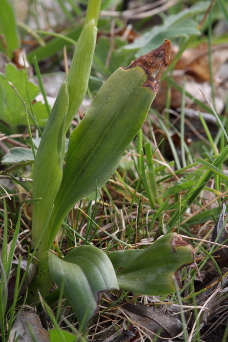 Adesso  certo.... Orchis pauciflora in Sicilia