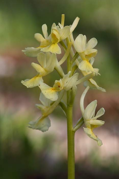 Adesso  certo.... Orchis pauciflora in Sicilia