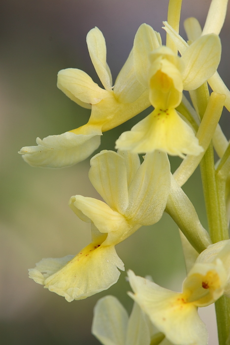 Adesso  certo.... Orchis pauciflora in Sicilia