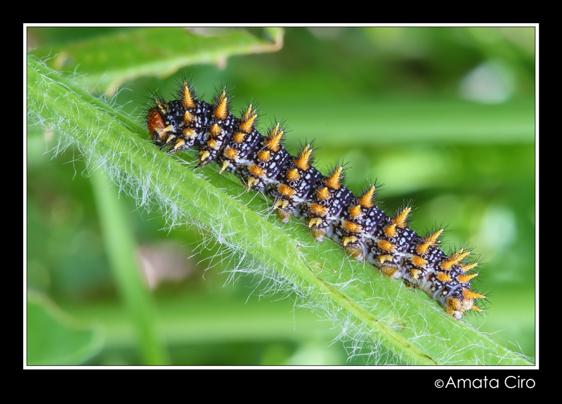 identificazione 3 - Melitaea didyma