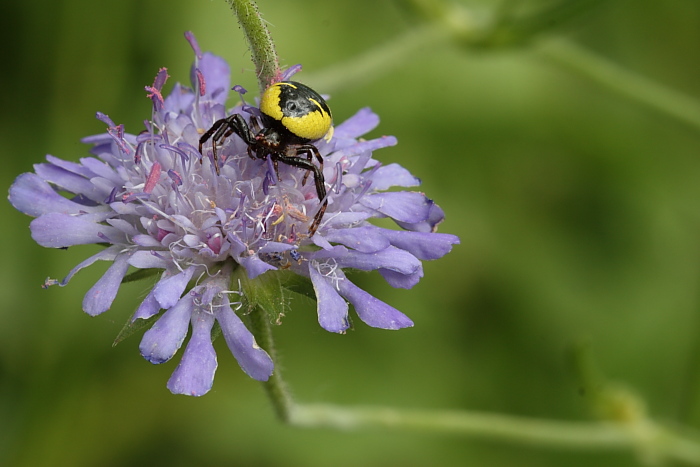 Synema globosum