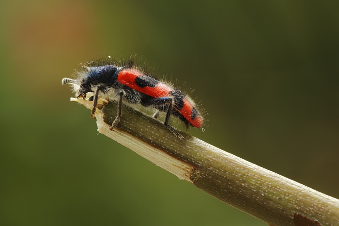 Trichodes alvearius