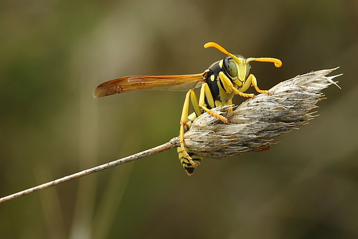 maschio di Polistes gallicus