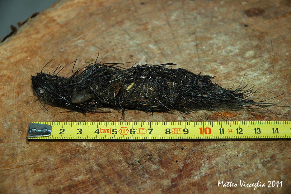 parere su probabile fatta di Lupo