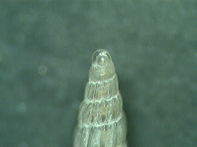 turbonilla ?