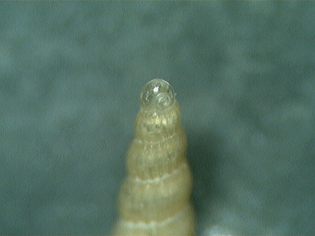 turbonilla ?