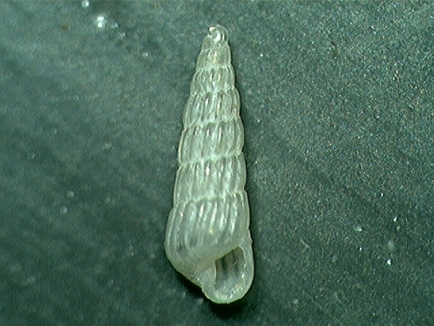 turbonilla ?