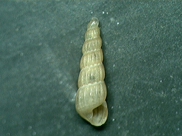 turbonilla ?